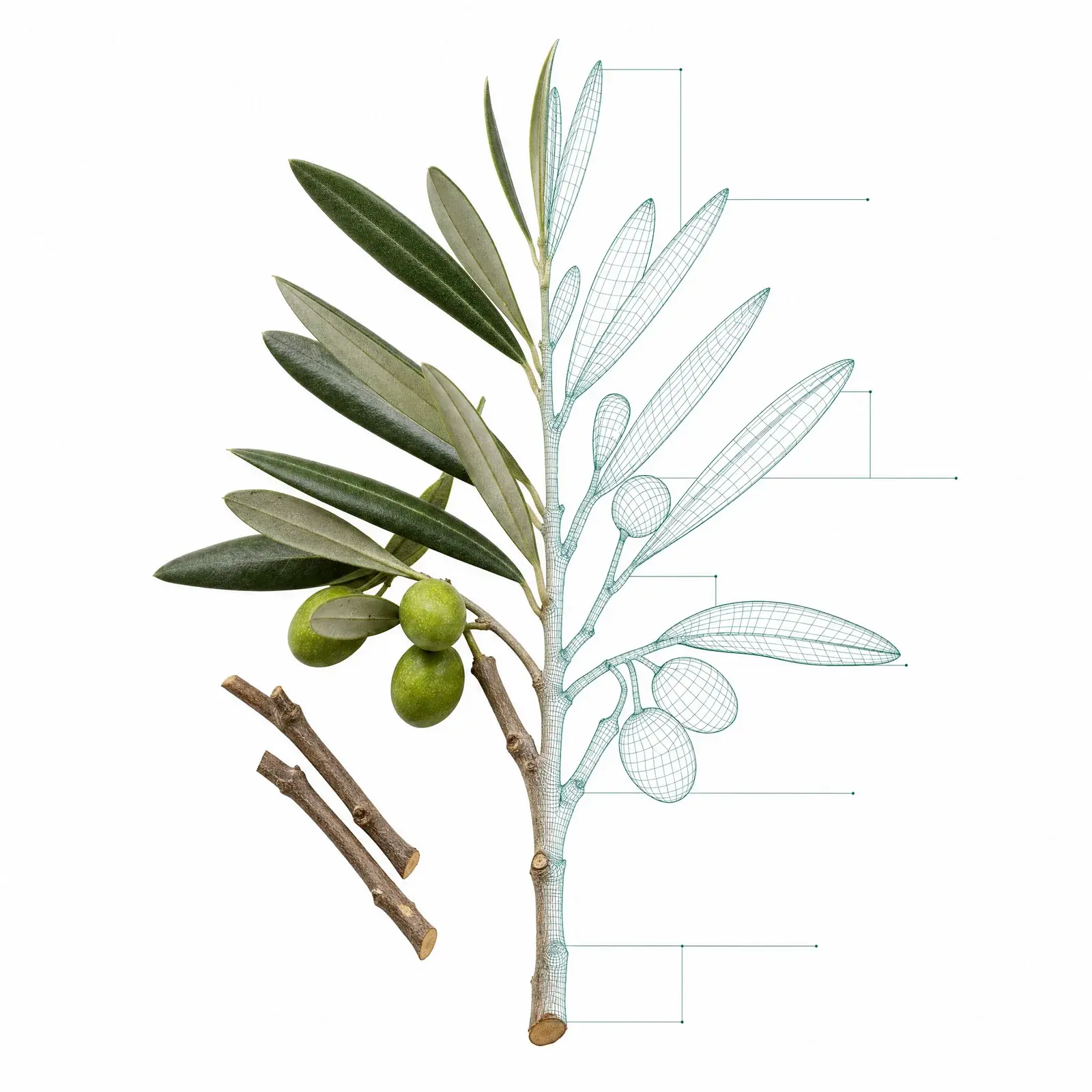 An olive branch with fruit and pruned twigs, half photograph and half fine teal wireframe of the same branch with leader lines: the feedstock as a measured study.